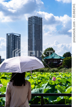 Midsummer Shinobazu Pond 81868341