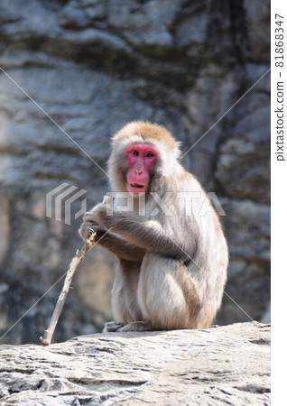 日本獼猴用木棍 81868347