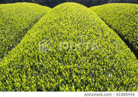 Spring landscape of tea plantations, shoots and ridges-3 Spring landscape of tea plantations, shoots and ridges-3 81868456