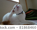 Cute look of a pet white cat 81868460