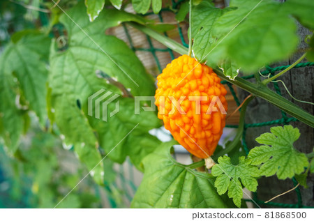 A small bitter gourd that turned orange A small bitter gourd that turned orange 81868500