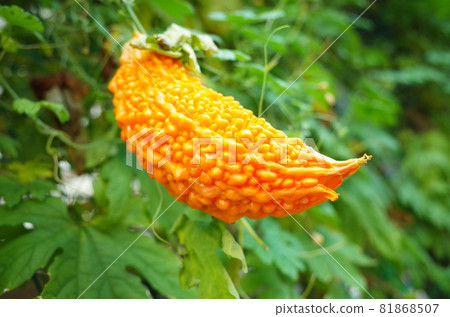 變成橙色的苦瓜 變成橙色的苦瓜 81868507