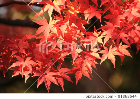 Autumn leaves in full bloom Autumn leaves in full bloom 81868644