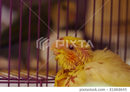 Xuanfeng Baby Bird Xuanfeng Baby Bird 81868645