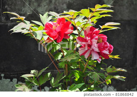 Peony peony Peony peony 81868842