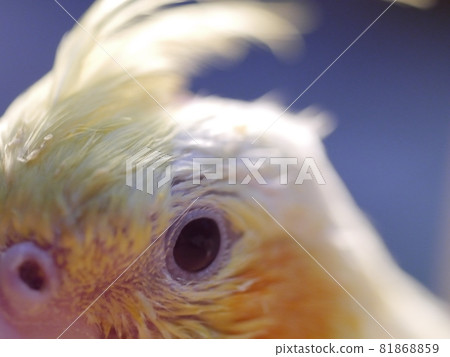 玄鳳幼鳥 玄鳳幼鳥 81868859