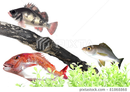 東京灣釣魚 81868868