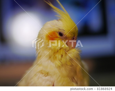 玄鳳幼鳥 81868924