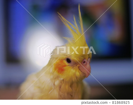 玄鳳幼鳥 81868925