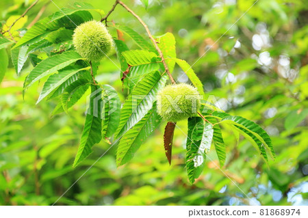 Chestnut fruit 81868974