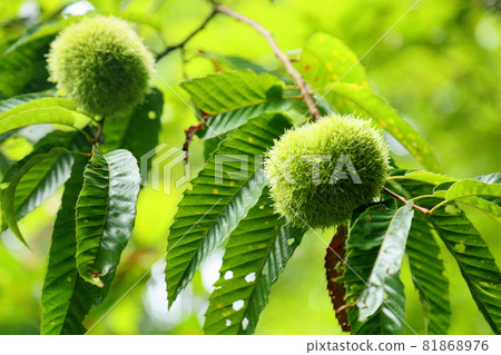 Chestnut fruit 81868976