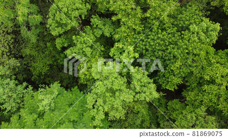 Nature trees background top view by drone Nature trees background top view by drone 81869075