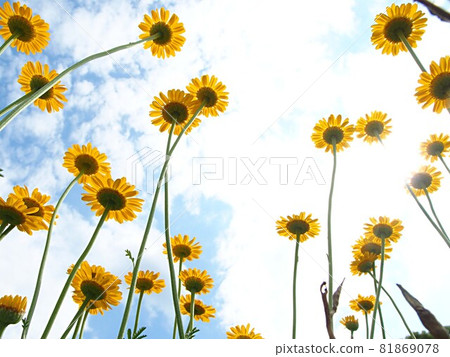 Rudbeckia flowers looking up from below Rudbeckia flowers looking up from below 81869078