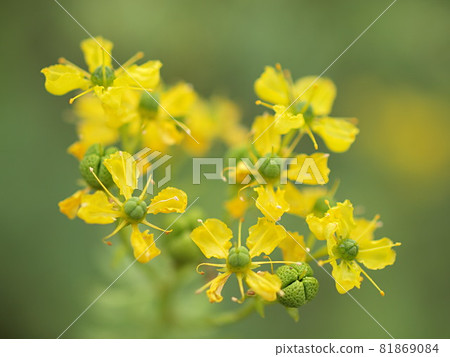 St. John's wort flower 81869084