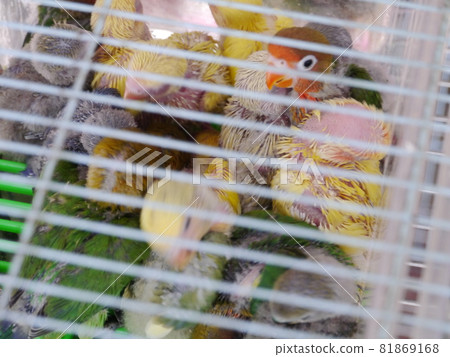 幼鳥 幼鳥 81869168