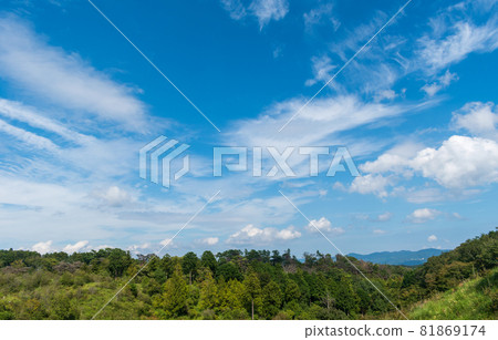 Summer red pine forest blue sky copy space background material Summer red pine forest blue sky copy space background material 81869174