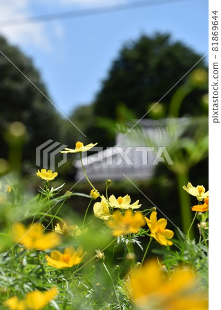 Cosmos countryside 81869644