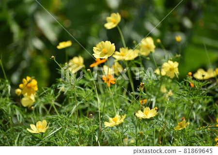 Village cosmos 81869645