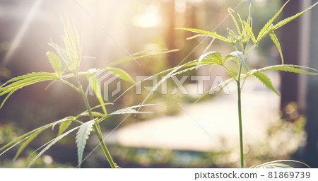 Green Marijuana tree cannabis plant narcotic herbal in greenhouse. Hemp leaf made cannabis crude oil medicine farm on sun light. CBC, THC herb agriculture Weed leaf Drug, medicine healthcare concept Green Marijuana tree cannabis plant narcotic herbal in greenhouse. Hemp leaf made cannabis crude oil medicine farm on sun light. CBC, THC herb agriculture Weed leaf Drug, medicine healthcare concept 81869739