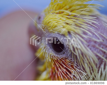 Xuanfeng Baby Bird Xuanfeng Baby Bird 81869898