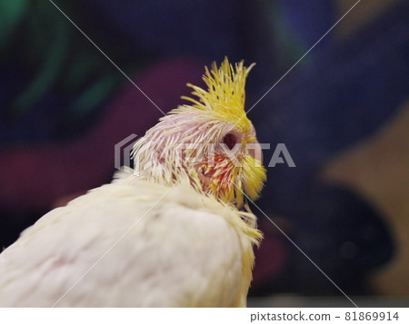 玄鳳幼鳥 玄鳳幼鳥 81869914