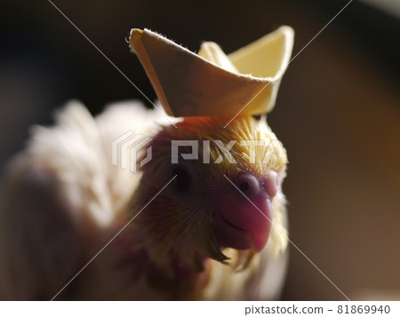 Xuanfeng Baby Bird Xuanfeng Baby Bird 81869940