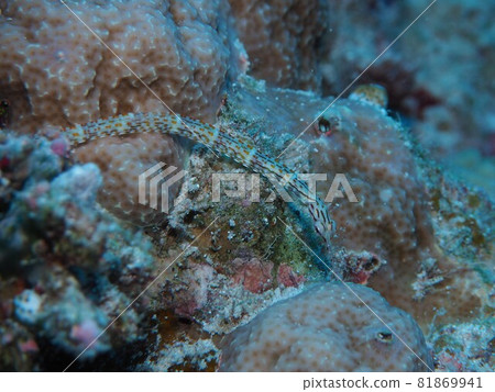 Ishoji Okinawa Sea 81869941