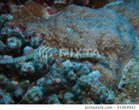 Ishoji Okinawa Sea 81869942