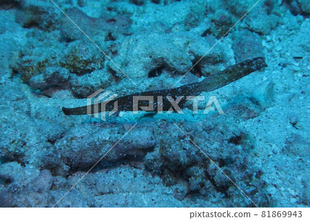 Kamisouriuo Okinawa Sea 81869943