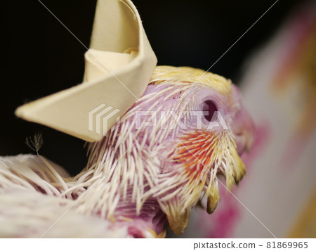 玄鳳幼鳥 81869965