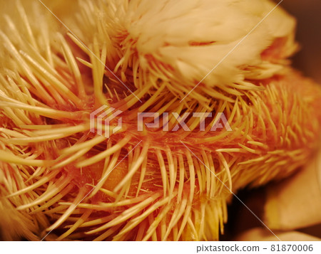 Xuanfeng Baby Bird Xuanfeng Baby Bird 81870006