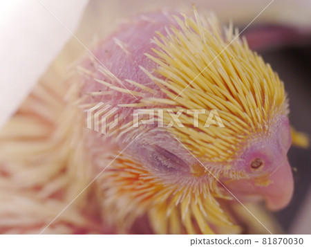 Xuanfeng Baby Bird Xuanfeng Baby Bird 81870030