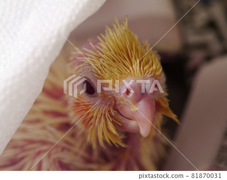Xuanfeng Baby Bird Xuanfeng Baby Bird 81870031