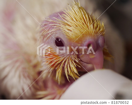Xuanfeng Baby Bird 81870032