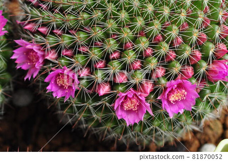 仙人掌花 81870052