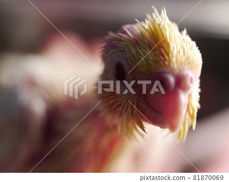 玄鳳幼鳥 玄鳳幼鳥 81870069
