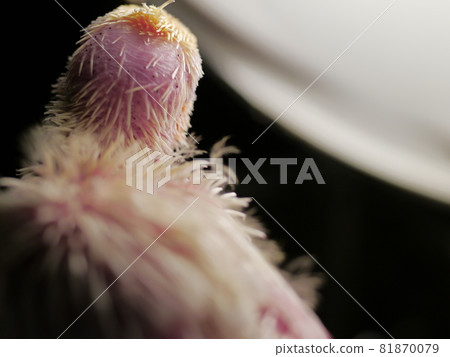 玄鳳幼鳥 81870079