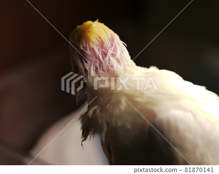 玄鳳幼鳥 81870141