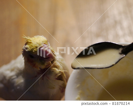 玄鳳幼鳥 81870214