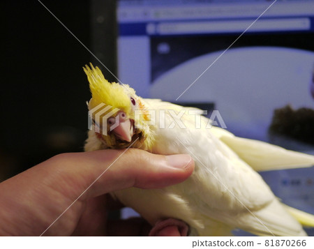 玄鳳幼鳥 81870266