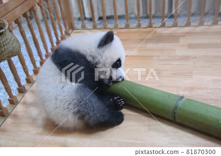 在嬰兒床的灰色小熊貓 81870300