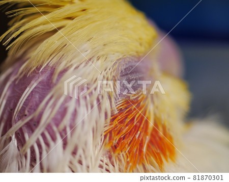 玄鳳幼鳥 玄鳳幼鳥 81870301