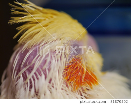 玄鳳幼鳥 81870302