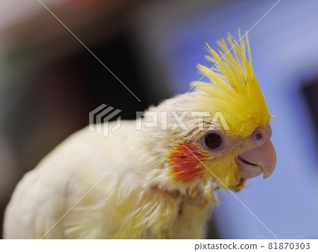 玄鳳幼鳥 玄鳳幼鳥 81870303