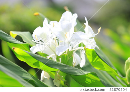Hanashukusha 薑花 81870304