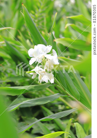 Hanashukusha 薑花 Hanashukusha 薑花 81870305