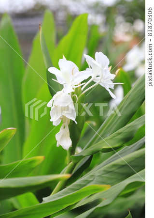 Hanashukusha 薑花 81870306