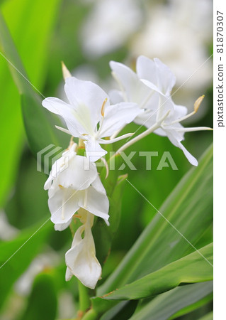 Hanashukusha 薑花 Hanashukusha 薑花 81870307