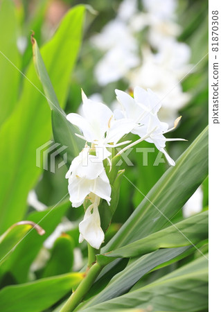 Hanashukusha 薑花 81870308