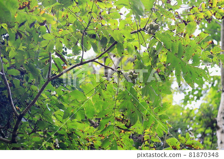 Walnut fruit Walnut fruit 81870348